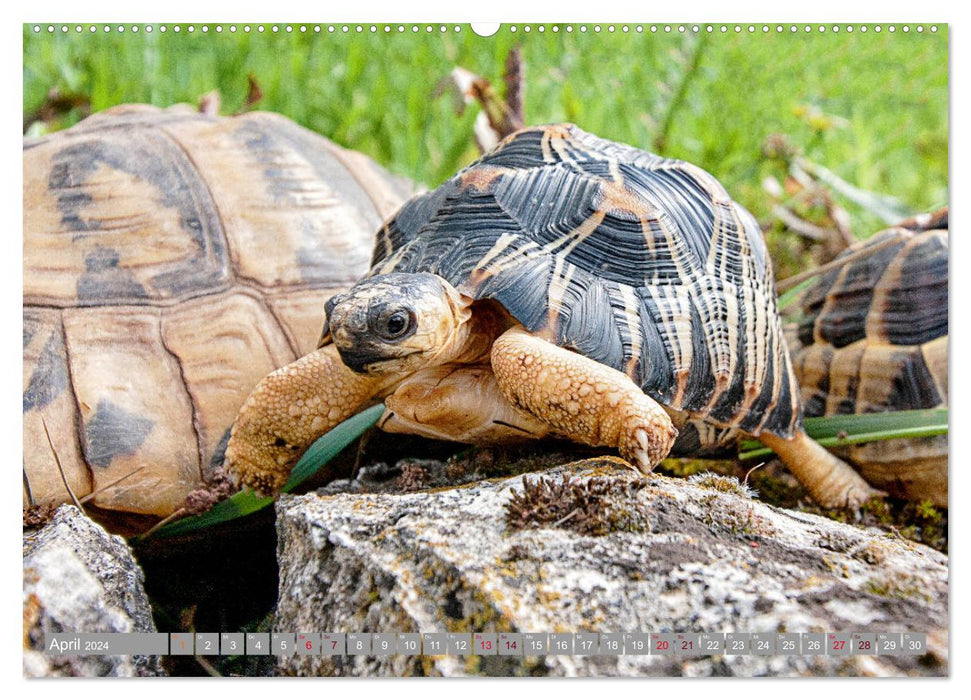 Hercule et ses amis (calendrier mural CALVENDO 2024) 