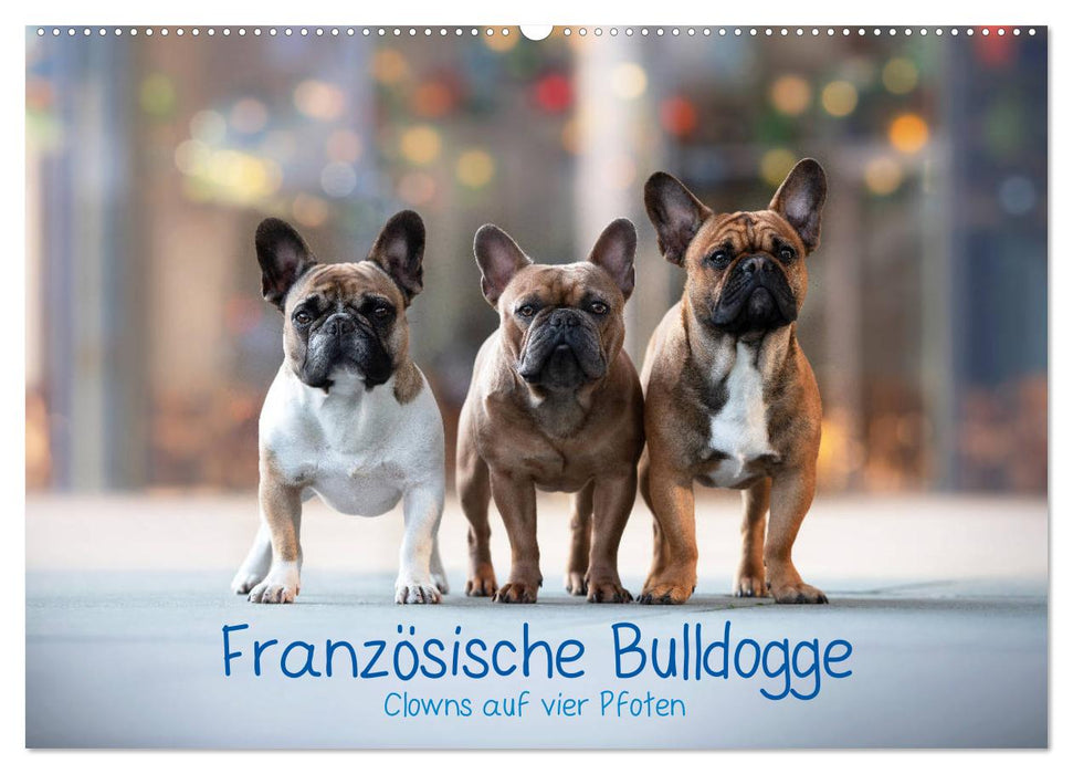 Französische Bulldogge - Clowns auf vier Pfoten (CALVENDO Wandkalender 2024)