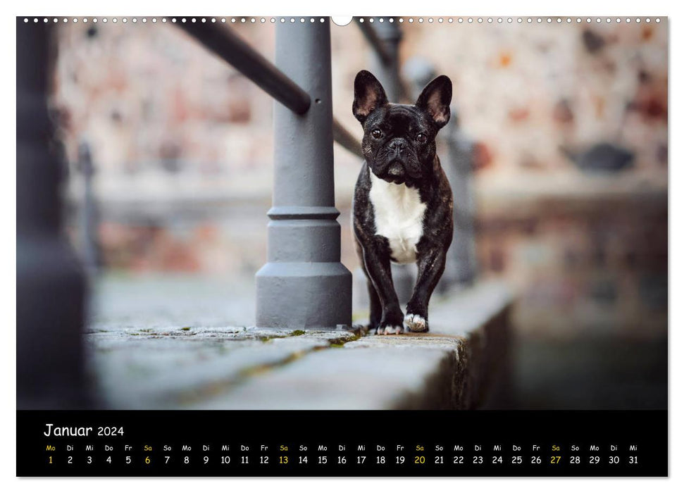 Französische Bulldogge - Clowns auf vier Pfoten (CALVENDO Wandkalender 2024)