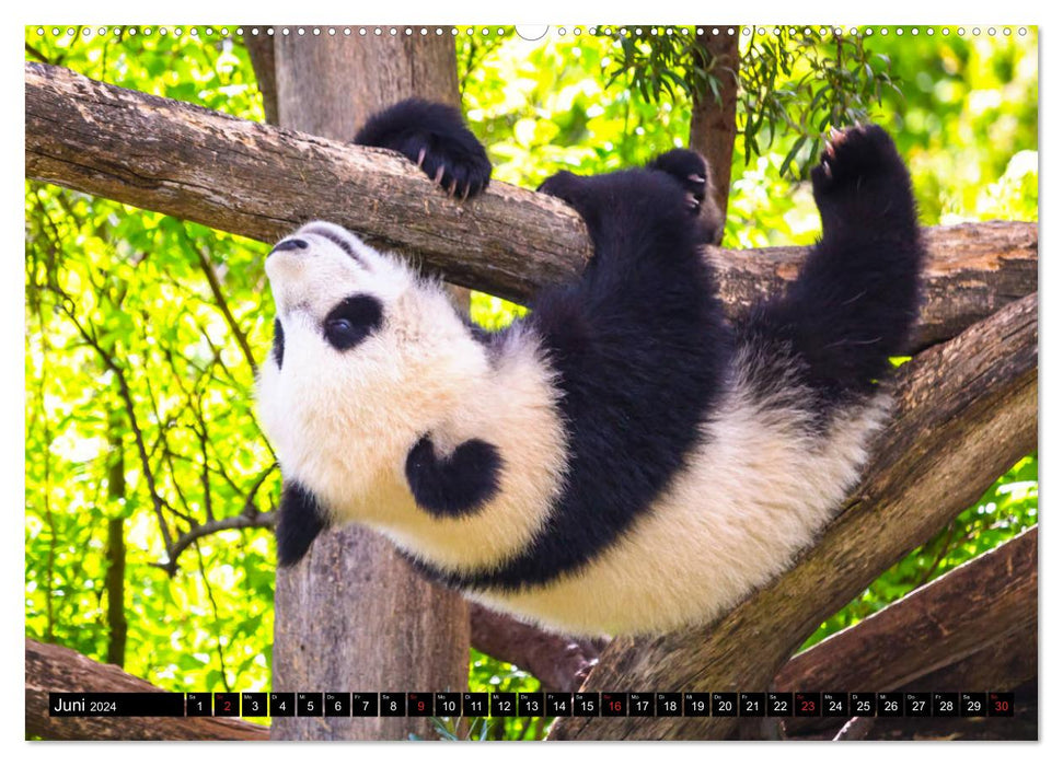 Pandabär Babys (CALVENDO Premium Wandkalender 2024)