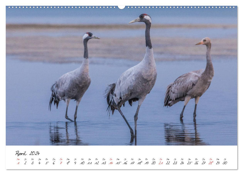 Kraniche am Schlafplatz - im Naturparadies der Mecklenburgischen Seenplatte (CALVENDO Premium Wandkalender 2024)