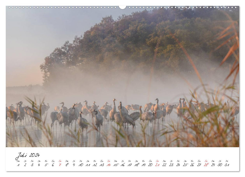 Cranes at the roost - in the natural paradise of the Mecklenburg Lake District (CALVENDO Premium Wall Calendar 2024) 