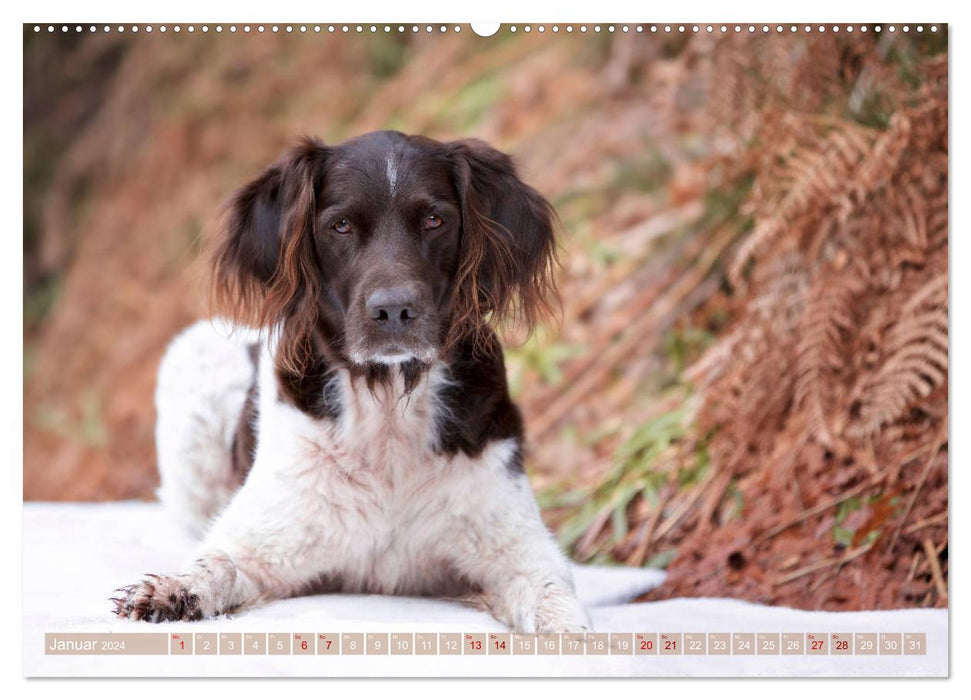 Passion Jagdhund - Kleiner Münsterländer (CALVENDO Wandkalender 2024)