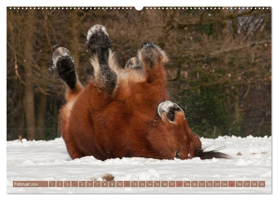 Cold-blooded horses - heavy horses with charm (CALVENDO Premium Wall Calendar 2024) 