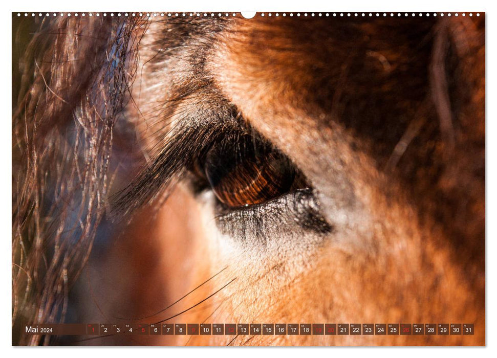 Cold-blooded horses - heavy horses with charm (CALVENDO Premium Wall Calendar 2024) 