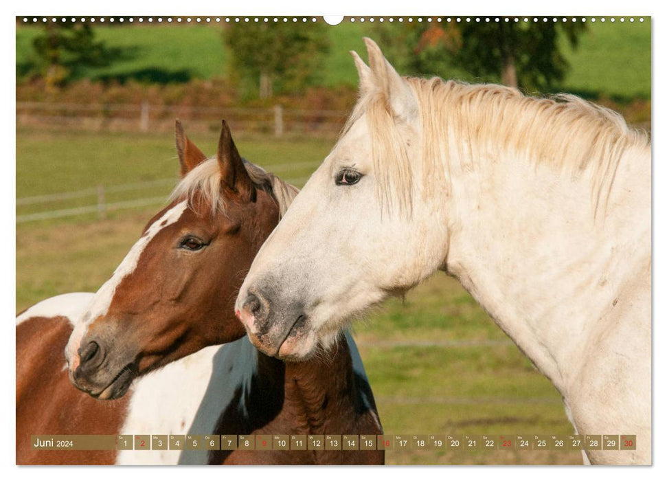 Cold-blooded horses - heavy horses with charm (CALVENDO Premium Wall Calendar 2024) 