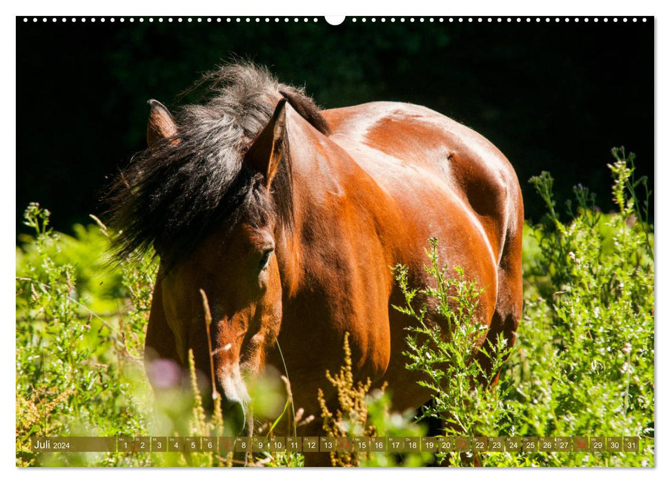 Cold-blooded horses - heavy horses with charm (CALVENDO Premium Wall Calendar 2024) 