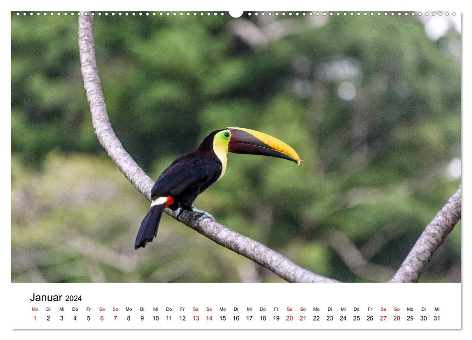 Costa Rica - das Naturparadies (CALVENDO Premium Wandkalender 2024)