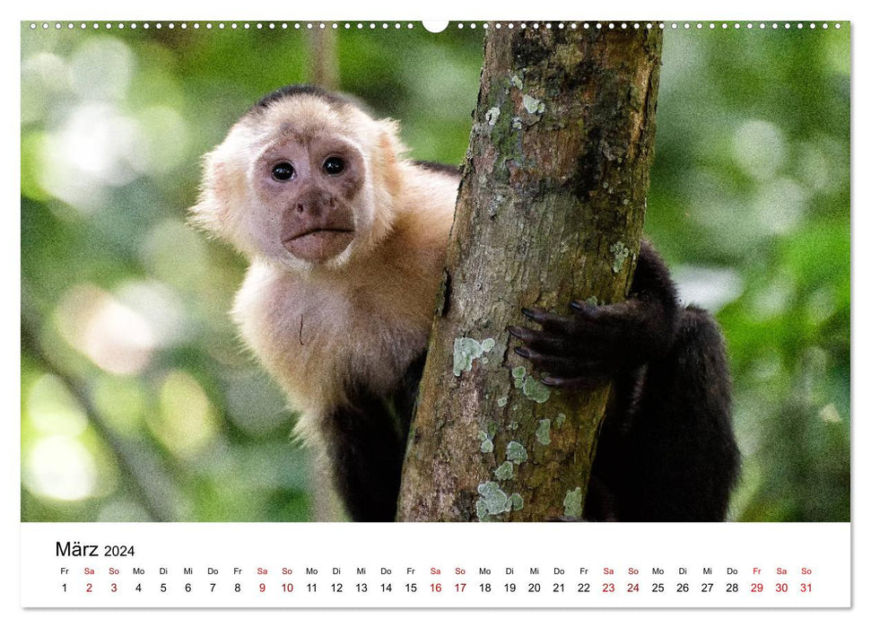 Costa Rica - the natural paradise (CALVENDO Premium Wall Calendar 2024) 