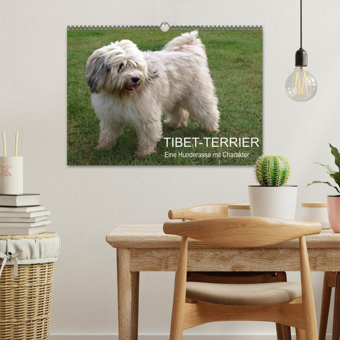 Tibetan Terrier - A dog breed with character (CALVENDO wall calendar 2024) 