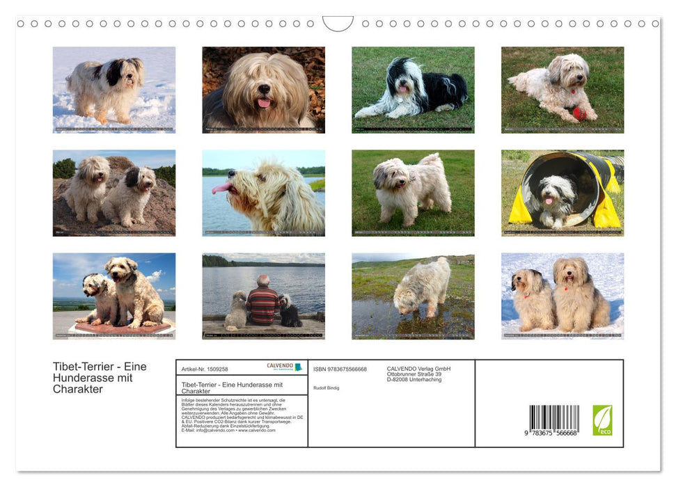 Tibetan Terrier - A dog breed with character (CALVENDO wall calendar 2024) 