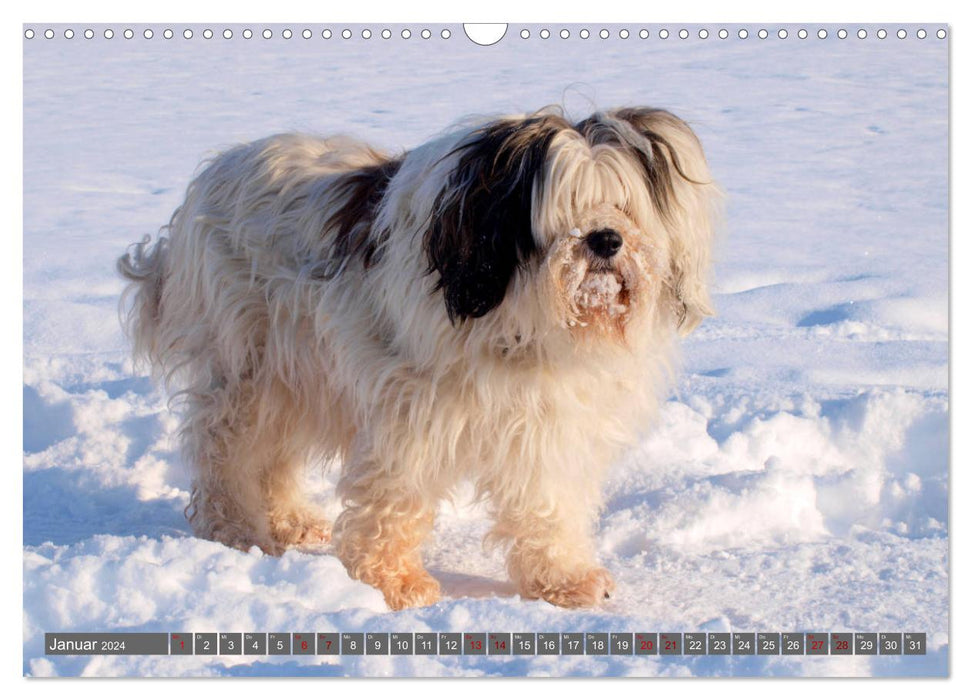 Tibet-Terrier - Eine Hunderasse mit Charakter (CALVENDO Wandkalender 2024)