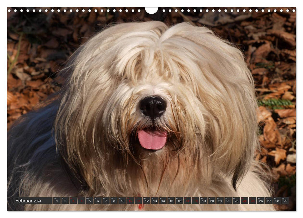 Tibetan Terrier - A dog breed with character (CALVENDO wall calendar 2024) 