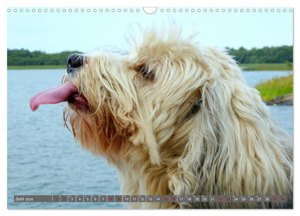 Tibetan Terrier - A dog breed with character (CALVENDO wall calendar 2024) 