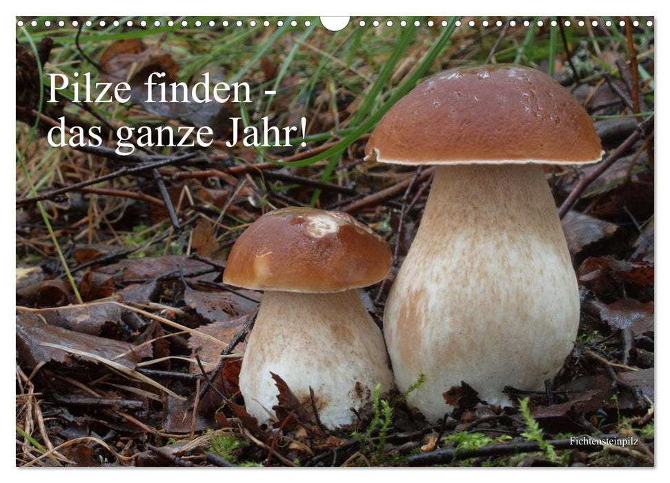 Pilze finden - das ganze Jahr! (CALVENDO Wandkalender 2024)