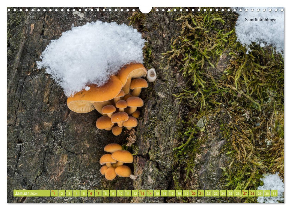 Find mushrooms - all year round! (CALVENDO wall calendar 2024) 