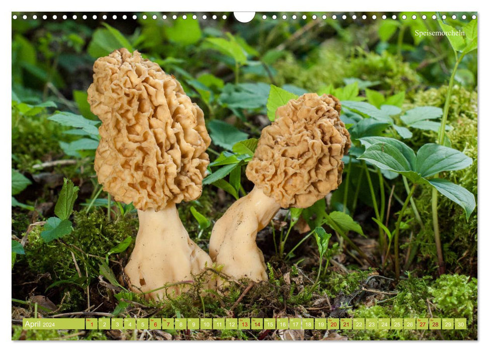Pilze finden - das ganze Jahr! (CALVENDO Wandkalender 2024)