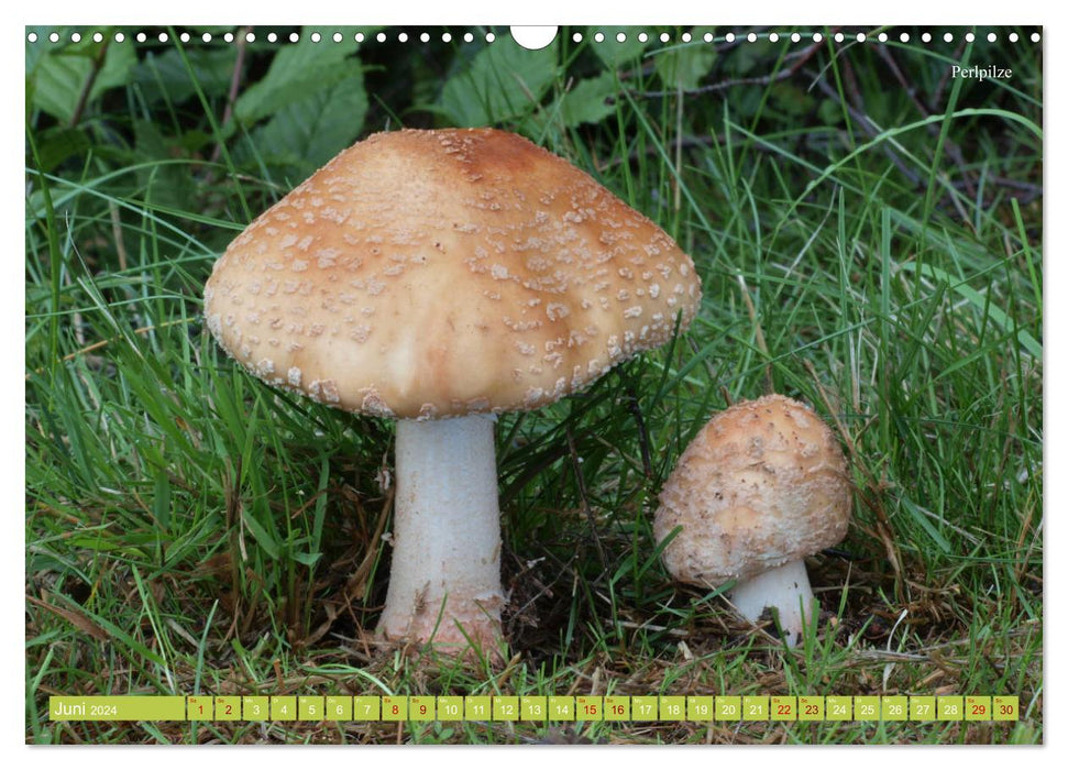 Find mushrooms - all year round! (CALVENDO wall calendar 2024) 