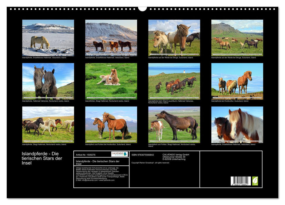 Icelandic horses - the animal stars of the island (CALVENDO wall calendar 2024) 