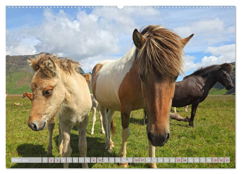 Icelandic horses - the animal stars of the island (CALVENDO wall calendar 2024) 