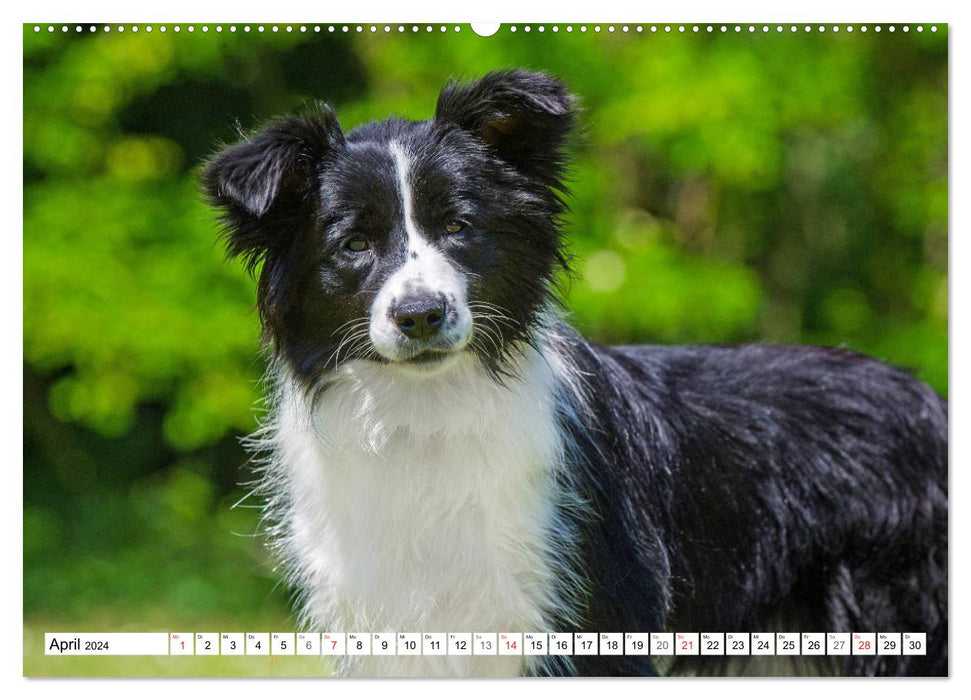 Traumhund Border Collie (CALVENDO Wandkalender 2024)