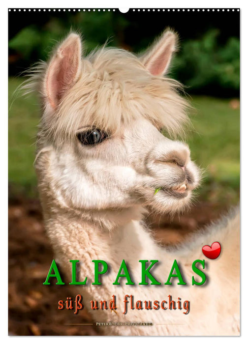 Alpacas - sweet and fluffy (CALVENDO wall calendar 2024) 