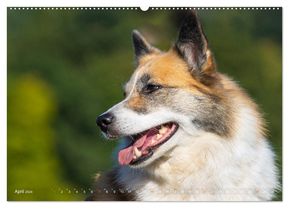 Islandhunde im Portrait (CALVENDO Premium Wandkalender 2024)