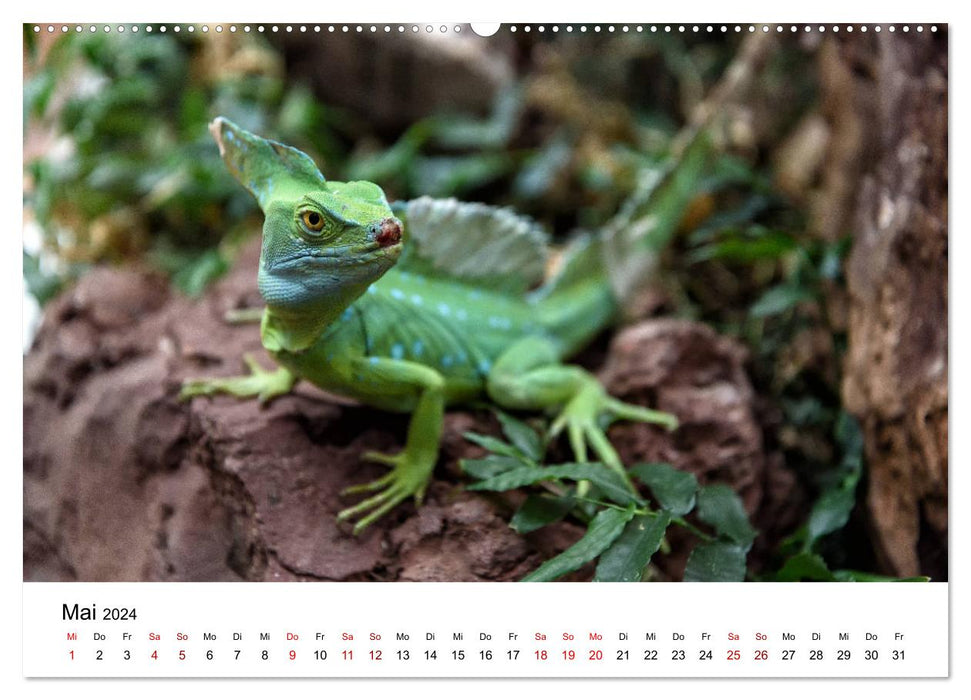Costa Rica - das Naturparadies (CALVENDO Wandkalender 2024)