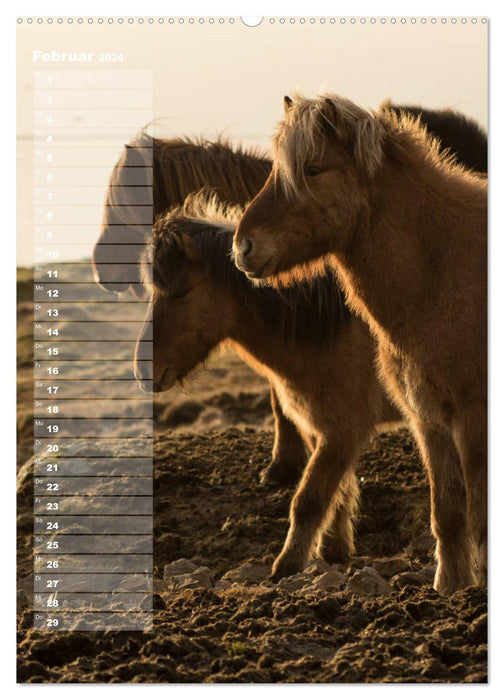 My ICELAND HORSE planner - birthdays, farm parties, tournaments (CALVENDO Premium Wall Calendar 2024) 