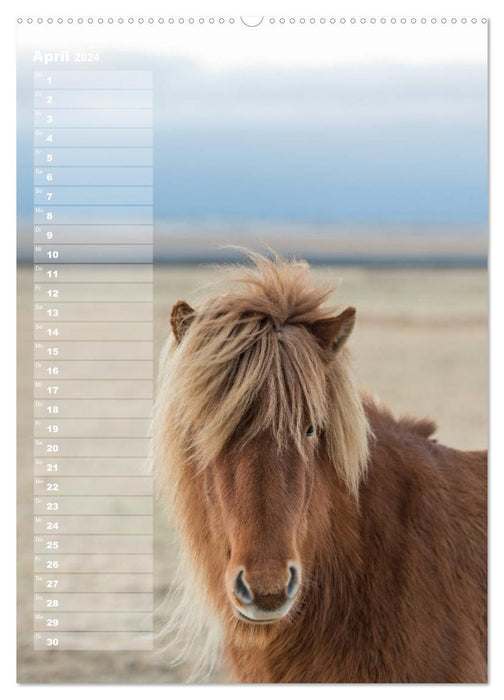 My ICELAND HORSE planner - birthdays, farm parties, tournaments (CALVENDO Premium Wall Calendar 2024) 