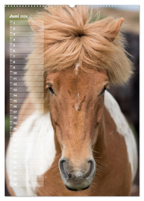 My ICELAND HORSE planner - birthdays, farm parties, tournaments (CALVENDO Premium Wall Calendar 2024) 