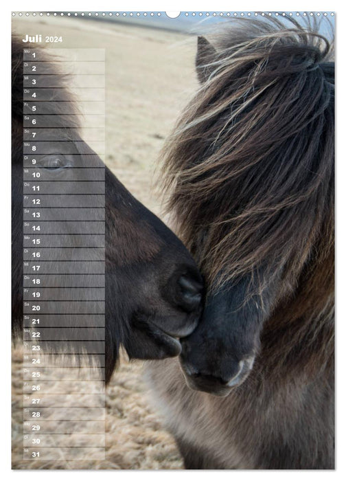 My ICELAND HORSE planner - birthdays, farm parties, tournaments (CALVENDO Premium Wall Calendar 2024) 