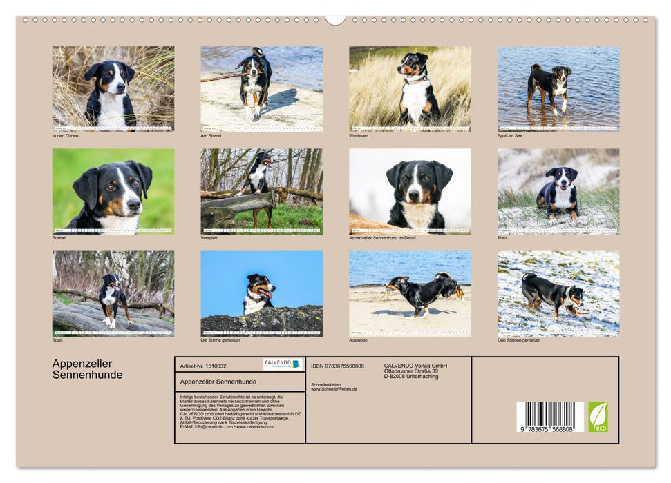 Appenzeller Mountain Dogs (CALVENDO Premium Wall Calendar 2024) 