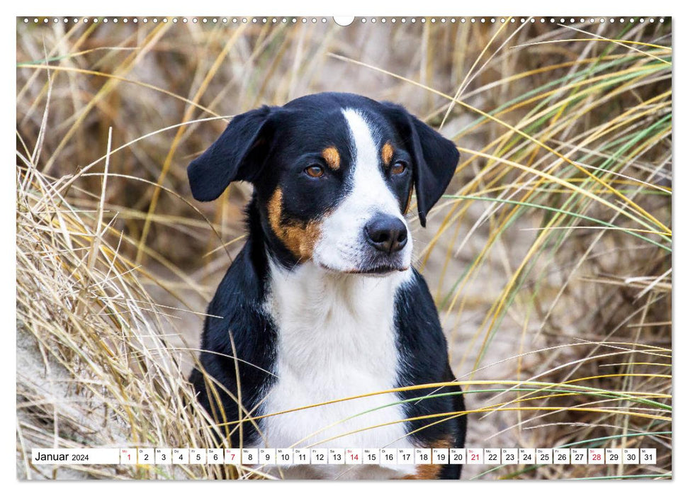 Appenzeller Sennenhunde (CALVENDO Premium Wandkalender 2024)