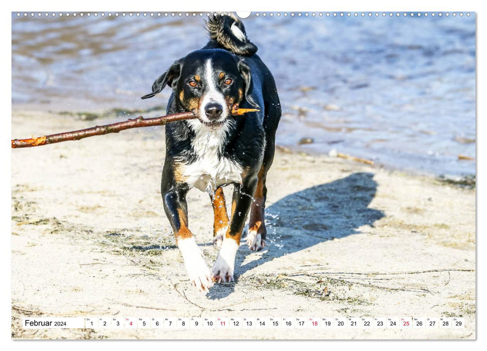 Appenzeller Mountain Dogs (CALVENDO Premium Wall Calendar 2024) 