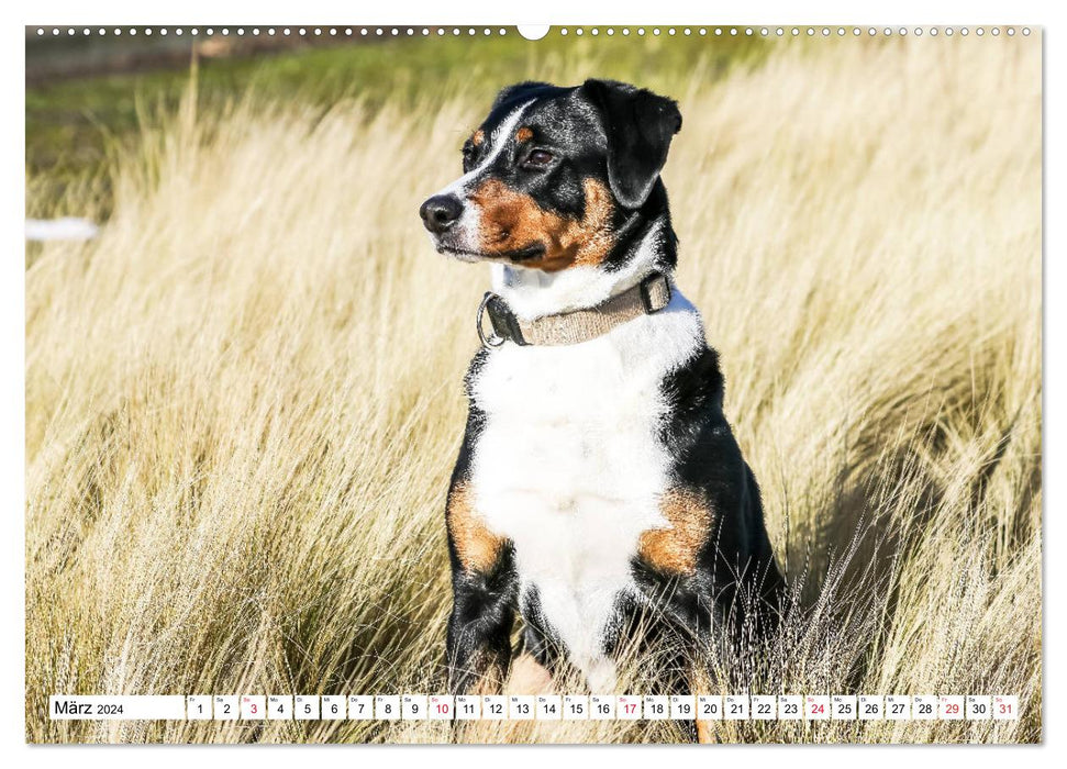 Appenzeller Sennenhunde (CALVENDO Premium Wandkalender 2024)