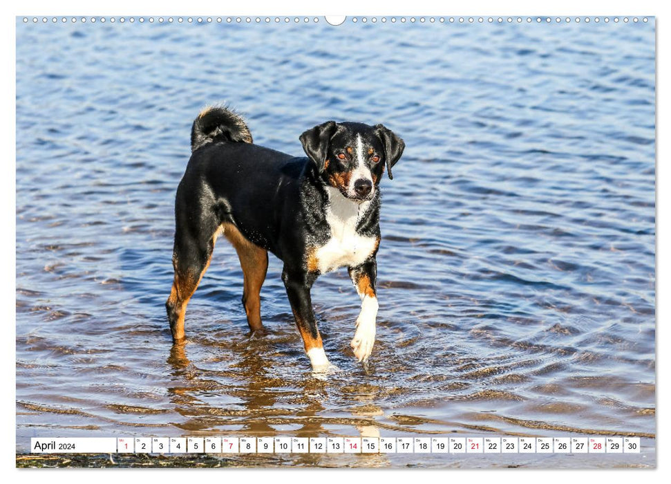 Appenzeller Sennenhunde (CALVENDO Premium Wandkalender 2024)