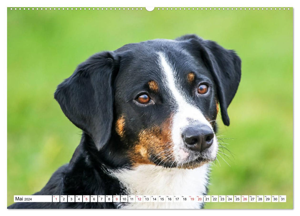 Appenzeller Sennenhunde (CALVENDO Premium Wandkalender 2024)