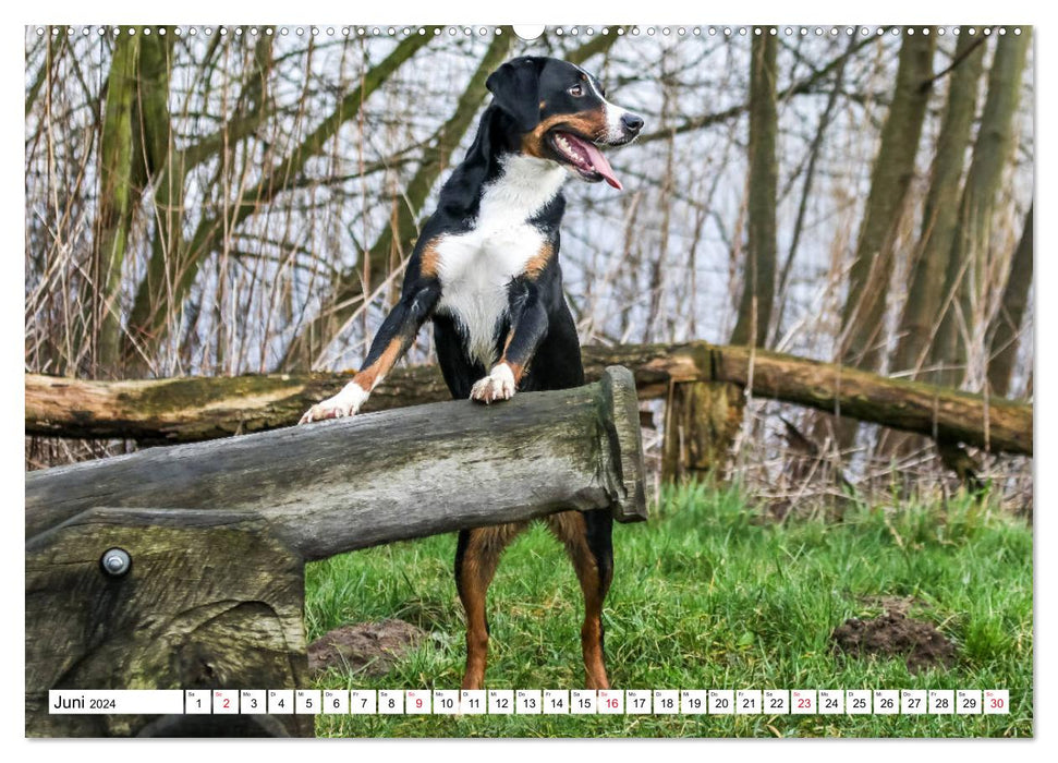 Appenzeller Sennenhunde (CALVENDO Premium Wandkalender 2024)