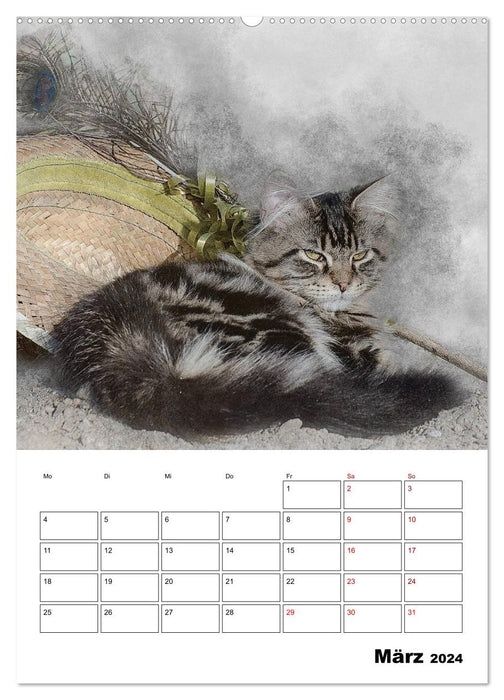 Maine Coon Katzen (CALVENDO Wandkalender 2024)