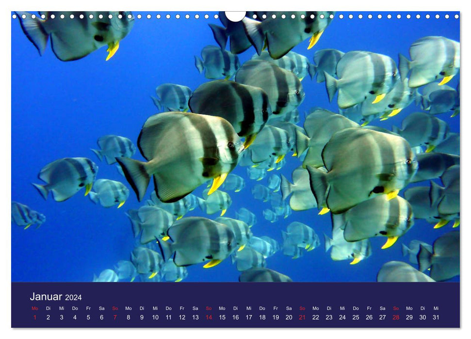 Wunderwelt Korallenriffe (CALVENDO Wandkalender 2024)