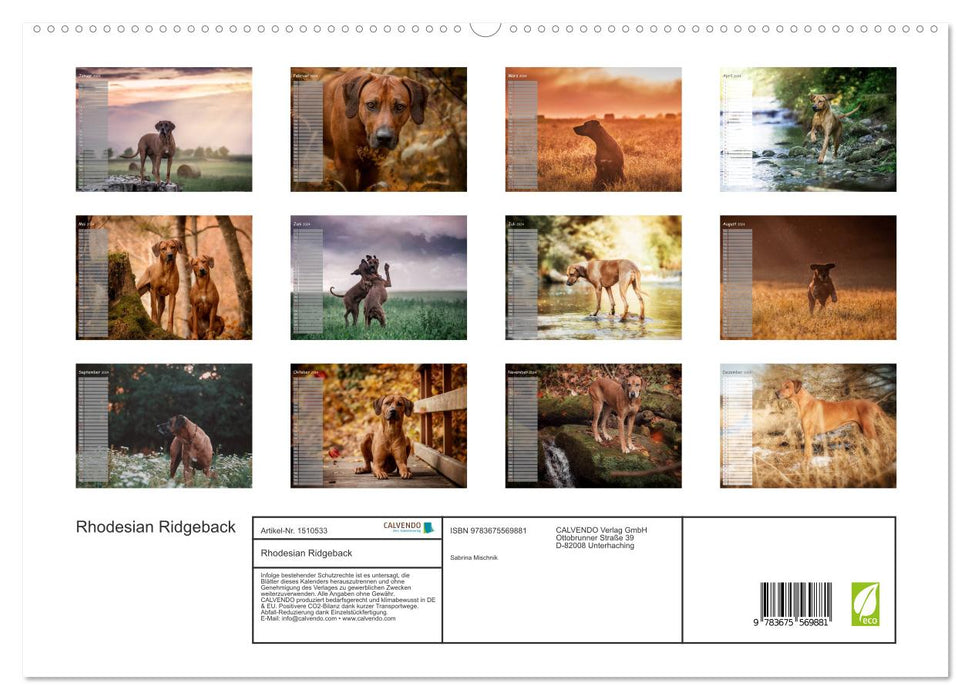 Rhodesian Ridgeback - Herzen auf vier Pfoten (CALVENDO Premium Wandkalender 2024)