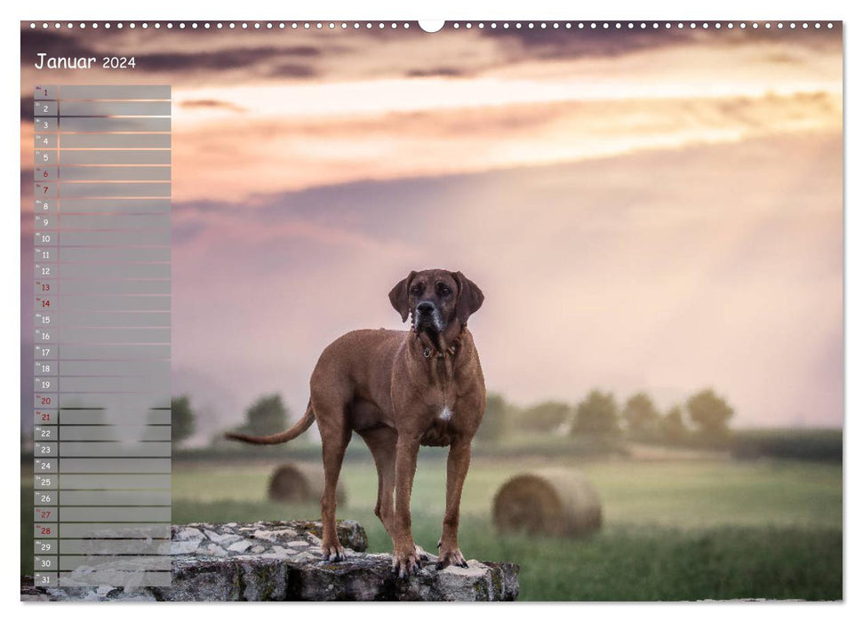 Rhodesian Ridgeback - Herzen auf vier Pfoten (CALVENDO Premium Wandkalender 2024)