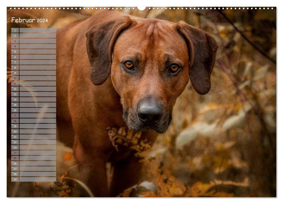 Rhodesian Ridgeback - Herzen auf vier Pfoten (CALVENDO Premium Wandkalender 2024)