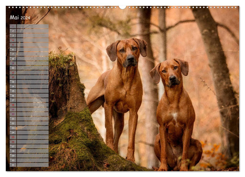 Rhodesian Ridgeback - Herzen auf vier Pfoten (CALVENDO Premium Wandkalender 2024)