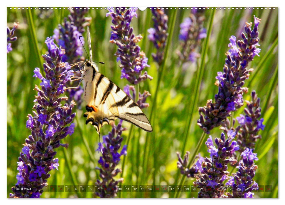 Lavendel. Der Duft der Provence (CALVENDO Premium Wandkalender 2024)