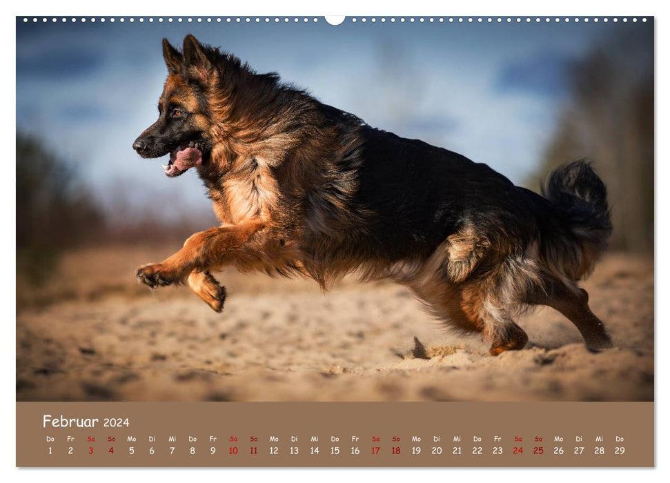 Schäferhunde und Ihre Vielfalt (CALVENDO Wandkalender 2024)