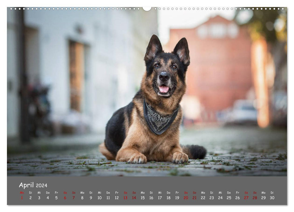 Schäferhunde und Ihre Vielfalt (CALVENDO Wandkalender 2024)