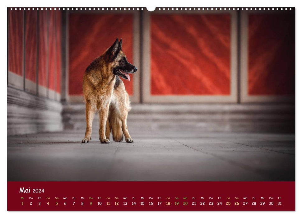 Schäferhunde und Ihre Vielfalt (CALVENDO Wandkalender 2024)