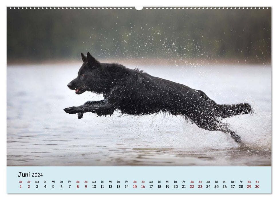 Schäferhunde und Ihre Vielfalt (CALVENDO Wandkalender 2024)